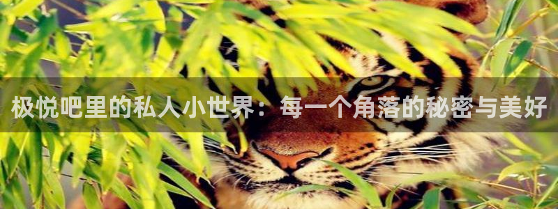 伟德国际1946体育app下载：极悦吧里的私人小世界：每一个角落的秘密与美好